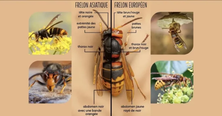 Roi De Pique Destruction Nids Guepes A Strasbourg Article Asiatique 1